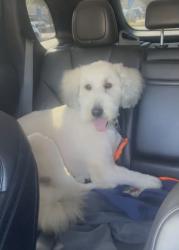 Lost Male Dog last seen Shenandoah , Roanoke, VA 24017