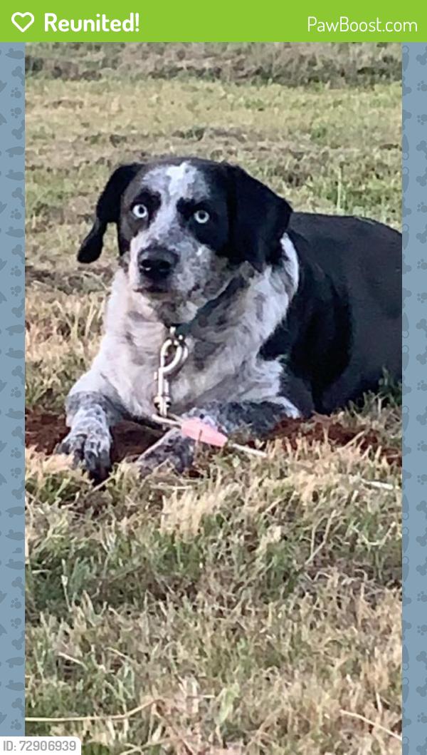 Reunited Female Dog last seen Near E Darby Rd, Taylors, SC 29687, USA, Taylors, SC 29687