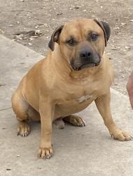 Reunited Male Dog last seen Hunt lane, San Antonio, TX 78227