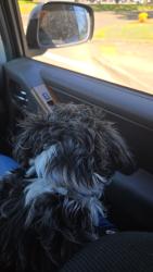 Reunited Female Dog last seen Hayesville/Lancaster, Salem, OR 97305