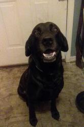 Lost Male Dog last seen Saponi Village , Winston-Salem, NC 27127