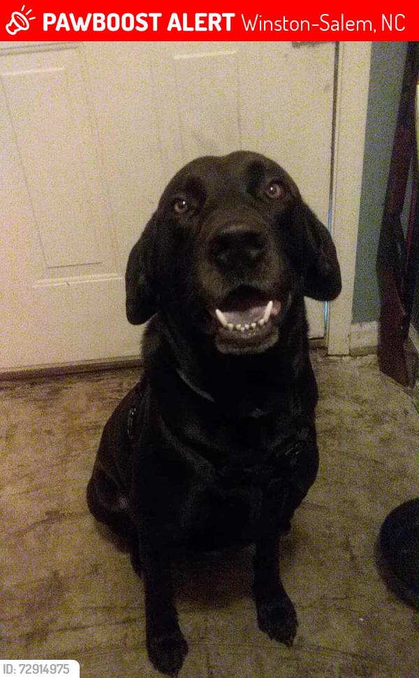 Lost Male Dog last seen Saponi Village , Winston-Salem, NC 27127