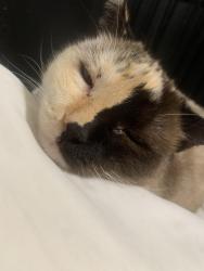 Lost Female Cat last seen West Cambridge , Fresno, CA 93705