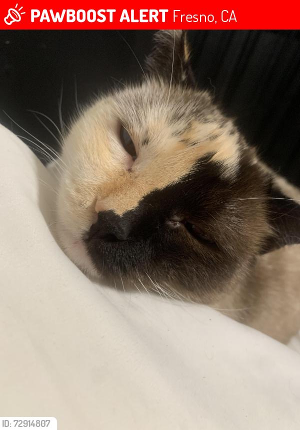 Lost Female Cat last seen West Cambridge , Fresno, CA 93705