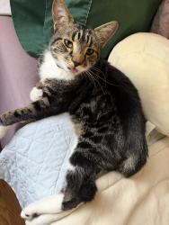 Lost Male Cat last seen Avondale Ave & Maxwell St towards Boright Park , Knoxville, TN 37917