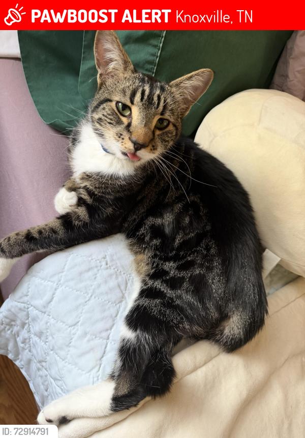 Lost Male Cat last seen Avondale Ave & Maxwell St towards Boright Park , Knoxville, TN 37917