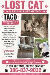 Lost Female Cat last seen Near Skyline drive in Jensen Beach , Jensen Beach, FL 34957