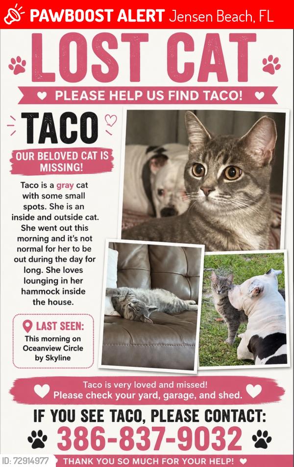 Lost Female Cat last seen Near Skyline drive in Jensen Beach , Jensen Beach, FL 34957