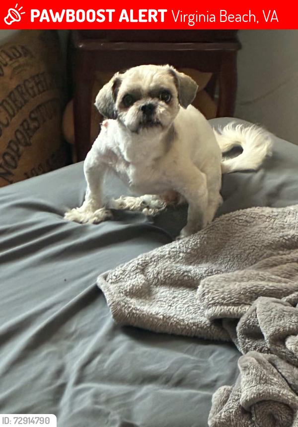 Lost Male Dog last seen Londyn Bridge, Potters Road, Greatneck , Virginia Beach, VA 23454