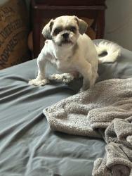 Lost Male Dog last seen Londyn Bridge, Potters Road, Greatneck , Virginia Beach, VA 23454
