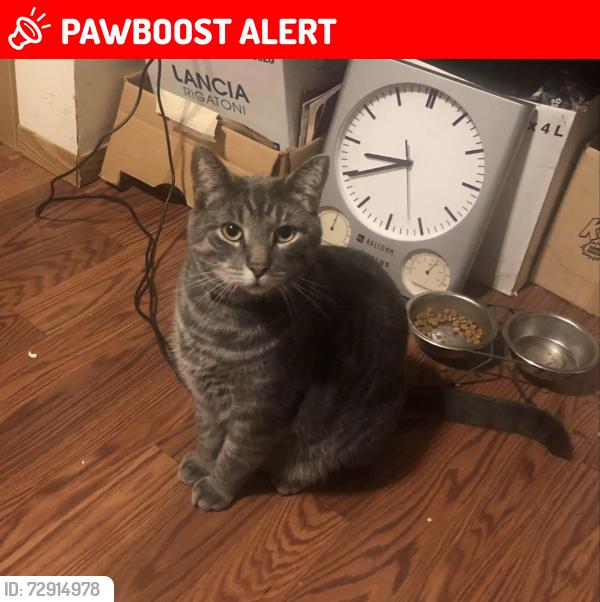 Lost Male Cat last seen Near Bayside Beach Dock Sales, County Of Wetaskiwin No. 10, AB T0C 2C0