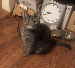Lost Male Cat last seen Near Bayside Beach Dock Sales, County Of Wetaskiwin No. 10, AB T0C 2C0