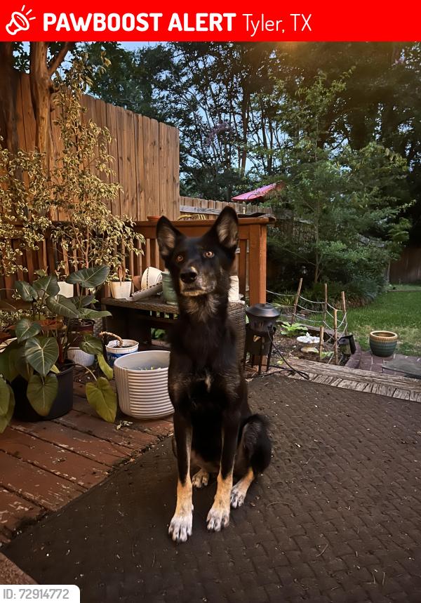 Lost Female Dog last seen College and Mockingbird , Tyler, TX 75701
