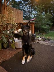 Lost Female Dog last seen College and Mockingbird , Tyler, TX 75701