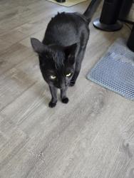 Reunited Male Cat last seen N 5th St and E Younger Ave, San Jose, CA 95112