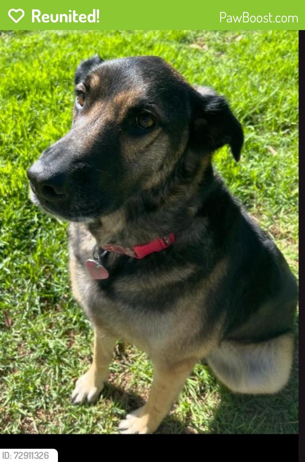 Reunited Female Dog last seen Kanan & Castle View, Los Angeles County, CA 91301