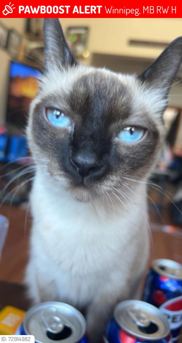 Lost Female Cat last seen On St Johns Ave between Salter and Powers, Winnipeg, MB R2W 1H7