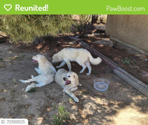 Reunited Unknown Dog last seen Between Kiowa and Deep Creek, Apple Valley, CA 92308