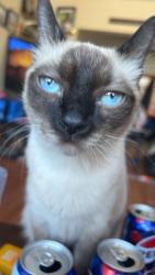 Lost Female Cat last seen On St Johns Ave between Salter and Powers, Winnipeg, MB R2W 1H7