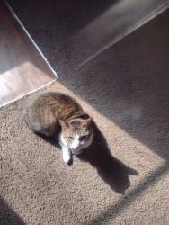Reunited Female Cat last seen Martin rd, Cartersville, GA 30120