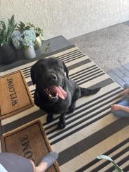 Reunited Male Dog last seen Haven Ave and Vista Grove, Rancho Cucamonga, CA 91737