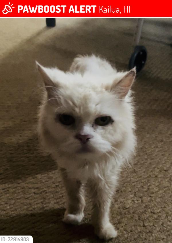Lost Female Cat last seen Humuula St, Kailua, HI 96734