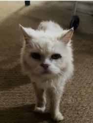 Lost Female Cat last seen Humuula St, Kailua, HI 96734