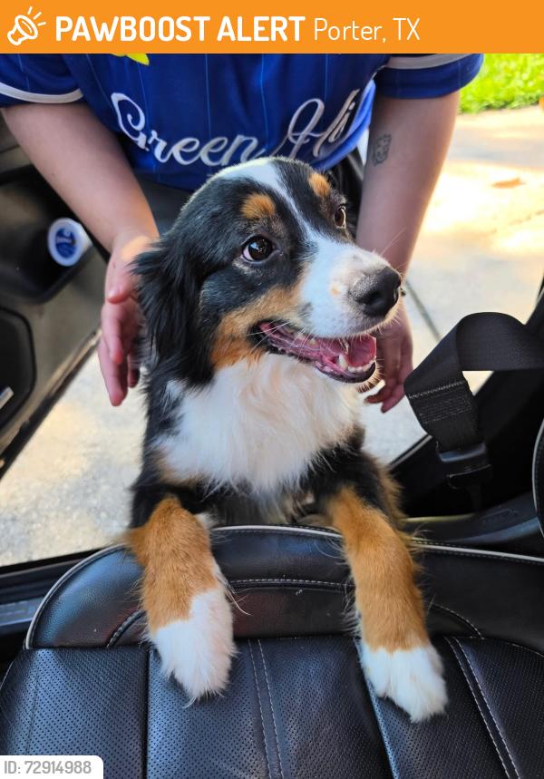 Found/Stray Male Dog last seen Cumberland Crossing subdivision, Porter, TX 77365