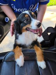 Found/Stray Male Dog last seen Cumberland Crossing subdivision, Porter, TX 77365