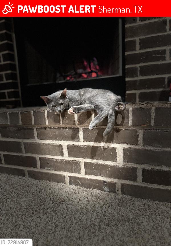Lost Female Cat last seen Southridge lane Sherman Texas, Sherman, TX 75092