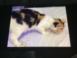 Lost Female Cat last seen Arkansas and green oaks—-mc cammy lakes neighborhood , Arlington, TX 76013