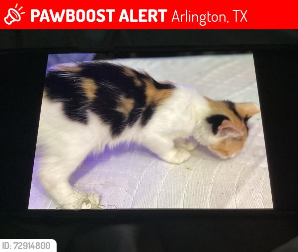 Lost Female Cat last seen Arkansas and green oaks—-mc cammy lakes neighborhood , Arlington, TX 76013