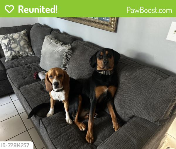Reunited Female Dog last seen Near SW 14th St, Miami, FL 33184, USA, Miami, FL 33184