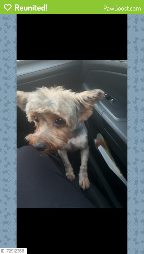 Reunited Female Dog last seen elms rd, Killeen, TX 76549