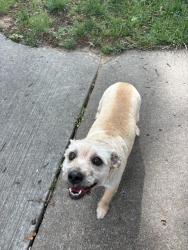 Found/Stray Female Dog last seen 108th and Louisville , Tulsa, OK 74137