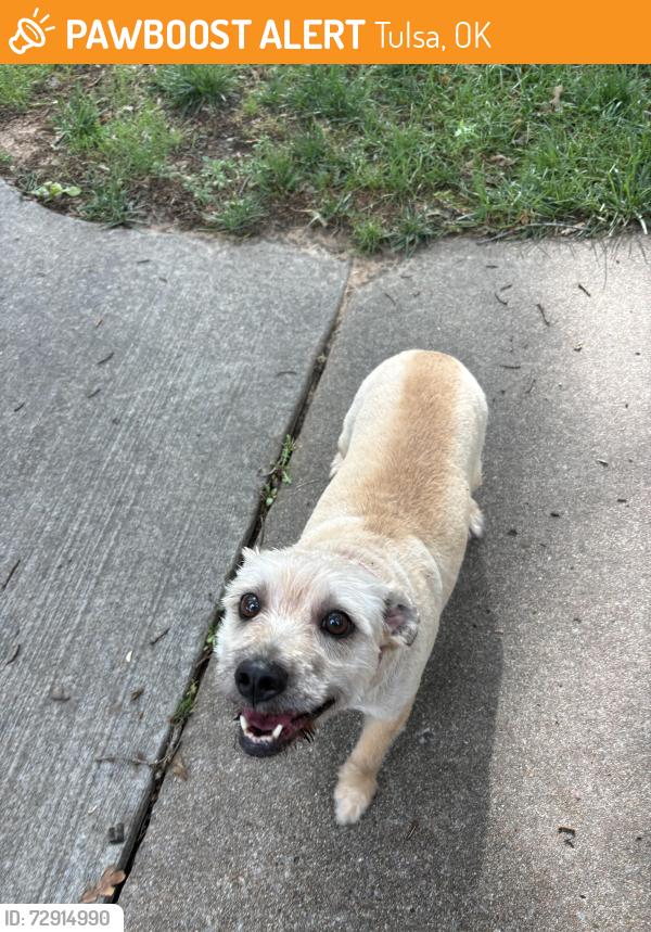 Found/Stray Female Dog last seen 108th and Louisville , Tulsa, OK 74137