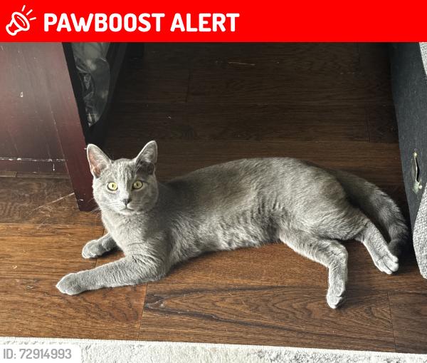 Lost Male Cat last seen Henfield Ave Cherry hill nj 08003, Cherry Hill Township, NJ 08003