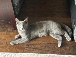 Lost Male Cat last seen Henfield Ave Cherry hill nj 08003, Cherry Hill Township, NJ 08003