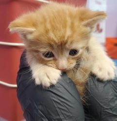 Shelter Stray Male Cat last seen Horizon City, TX 79928, Fort Bliss, TX 79906