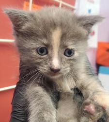 Shelter Stray Female Cat last seen Horizon City, TX 79928, Fort Bliss, TX 79906