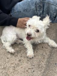Found/Stray Female Dog last seen Kepner , Denver, CO 80219
