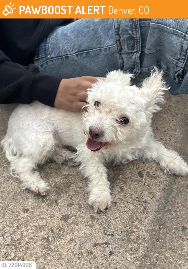 Found/Stray Female Dog last seen Kepner, Denver, CO 80219