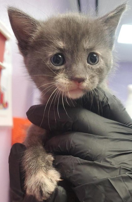 Shelter Stray Female Cat last seen Horizon City, TX 79928, Fort Bliss, TX 79906