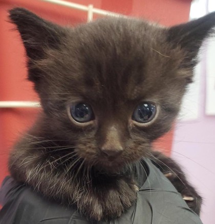 Shelter Stray Male Cat last seen Horizon City, TX 79928, Fort Bliss, TX 79906