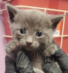 Shelter Stray Male Cat last seen Horizon City, TX 79928, Fort Bliss, TX 79906