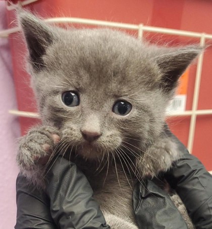 Shelter Stray Male Cat last seen Horizon City, TX 79928, Fort Bliss, TX 79906