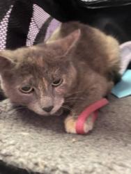 Shelter Stray Female Cat last seen Horizon City, TX 79928, Fort Bliss, TX 79906