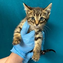 Shelter Stray Female Cat last seen Mile/Hwy 6, City of College Station, TX, 5359 Leonard Rd, Bryan, TX 77807, USA