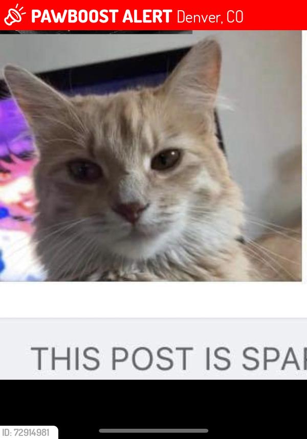Lost Female Cat last seen Denver off Tennyson street, Denver, CO 80204