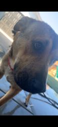 Lost Male Dog last seen My hse, San Bernardino, CA 92407